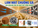 LÀM MÁT CHUỒNG GÀ VỚI COOLING PAD VÀ QUẠT HÚT CÔNG NGHIỆP
